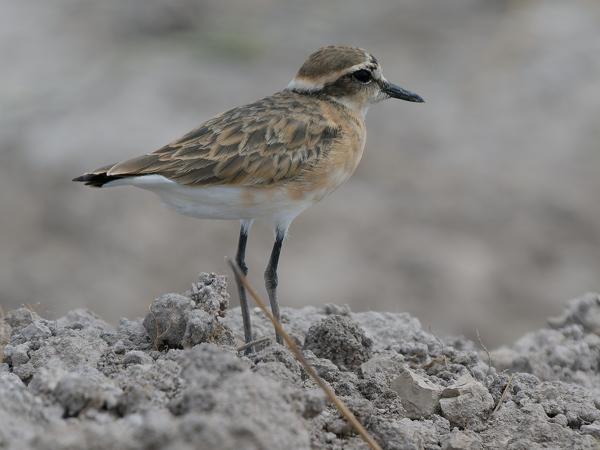 <h3><a href="/trips/tanzania/biota/animalia/chordata/aves/024 charadriiformes/009 charadriidae/charadrius pecuarius/charadrius pecuarius-nl.html">Charadrius&nbsp;pecuarius</a> / Kittlitz's&nbsp;plover / Herdersplevier</h3>OM-1 Mark II met OLYMPUS M.150-400mm F4.5 TC, 1/2000 sec  bij F5.6, ISO 640, afstand 10.1&nbsp;m